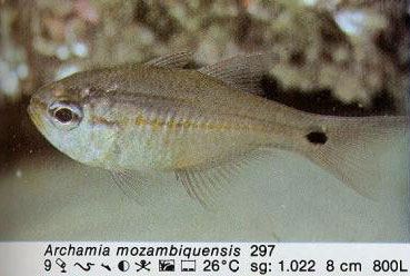 Archamia mozambiquensis